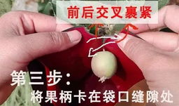苹果怎么套袋视频