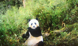 大熊猫吃竹子的视频,竹海中的天然美食家